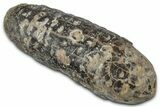 Cut & Polished Fossil Cycadophyte Cone (Half) #346862-1